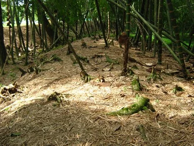Alerta por corte ilegal de guadua en parque de El Ingenio