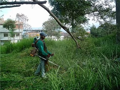 Mantenimiento de zonas verdes garantizado para el segundo semestre