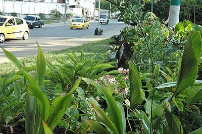 Cali un Jardín,  un proyecto transformador de ciudad