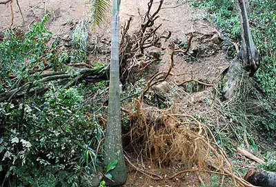 Dagma atiende emergencias por aguacero