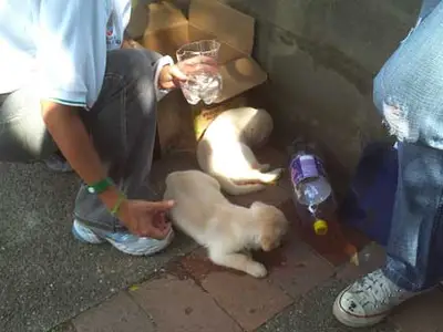 Dagma acompaña regularización de venta de mascotas en Cali