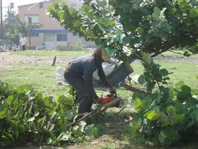 Oportuna atención a emergencias por árboles