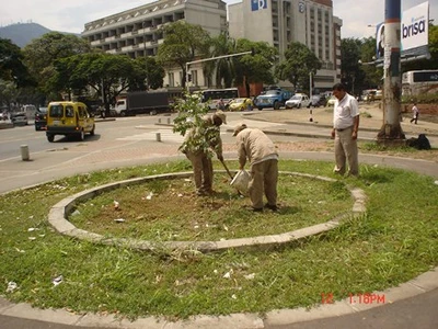 Siembra de palmas para celebrar el día del árbol