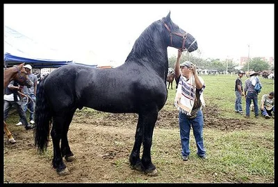 Cali disfrutará de la tradicional Cabalgata y por primera vez, de Ciudad Salsa