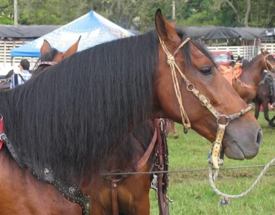 ¿Qué es un caballo?