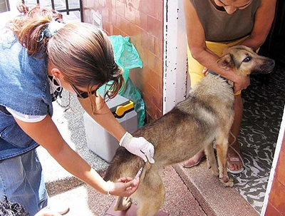 Jornada de Salud para caninos y felinos del barrio Ciudad Córdoba