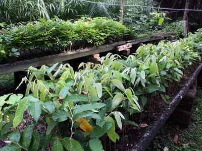 Cali se engalanará con guayacanes