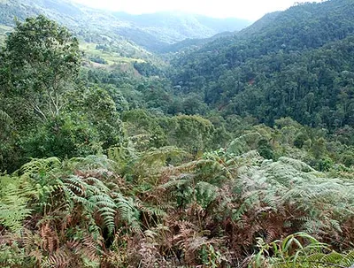Optimismo ecológico para Cali con la Administración de Rodrigo Guerrero
