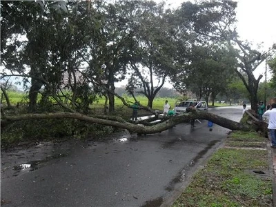 El Dagma atiende emergencia por árboles caídos en el norte, oriente, centro y oeste de Cali