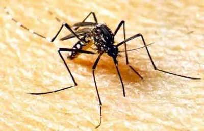 Capacitación para la ciudadanía para combatir el mosquito transmisor del dengue