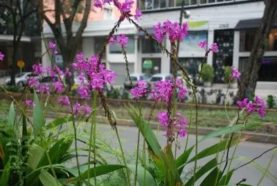 El Dagma y toda Cali se preparan para celebrar el Día del Medio Ambiente