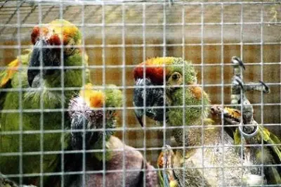 “Los animales silvestres no son mascotas”