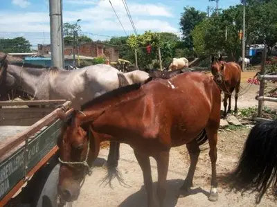 ‘Es hora de cuidar tu caballo’: campaña por el buen trato a estos animales