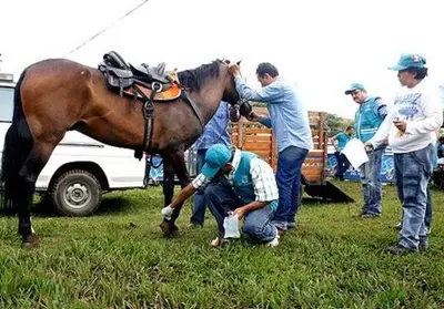 La cabalgata tiene la supervisión del Centro de Zoonosis