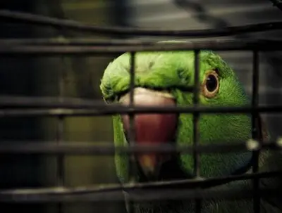 Operativos de la Policía Ambiental y el Dagma, para controlar el tráfico ilegal de fauna y flora
