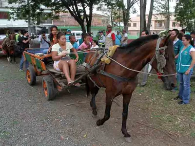 S. de Tránsito acompañará a los carretilleros en sustitución de vehículos de tracción animal