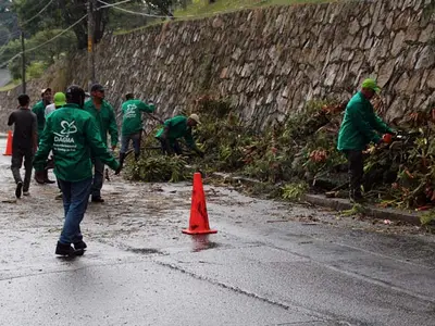 El Dagma responde al llamado de la comunidad por colapsos de árboles en Cali