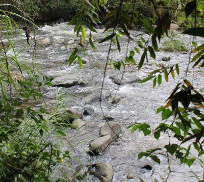 Ribera del río Pance fue reforestada con 500 plantas de guadua