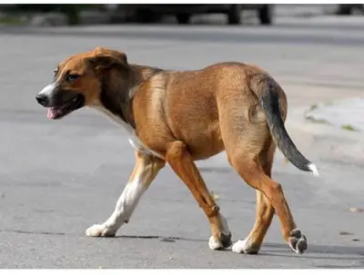 La Secretaría de Deporte desmiente versiones relacionadas con un presunto maltrato canino