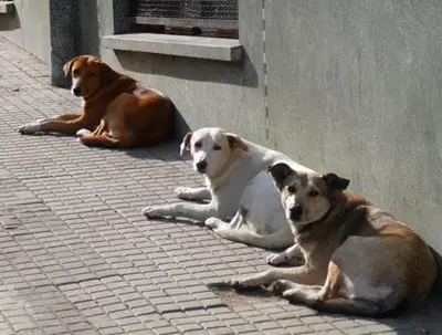 La Secretaría de Salud rechaza acusaciones sobre un supuesto maltrato animal en la ciudad