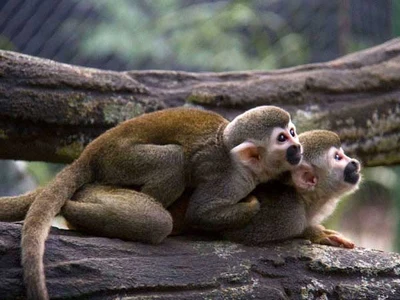 El Zoológico de Cali tiene un nuevo atractivo: una zona que simula ser una selva con sus propios primates; la Alcaldía respalda la iniciativa