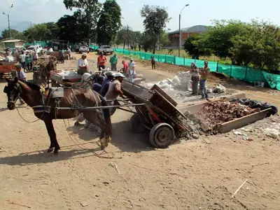 En la recta final, sustitución de vehículos de tracción animal; están listos 229 automotores