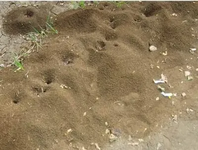 Capacitación sobre el control de hormiga arriera en la comuna 10