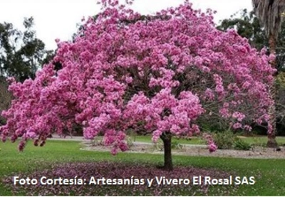 ¡En el día del árbol, siembra,  cuida y disfruta un guayacán!
