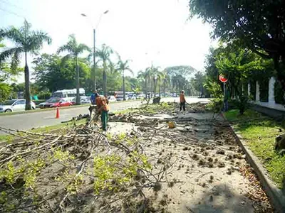 Dagma erradica árboles en el sur para prevenir afectaciones en la comunidad caleña