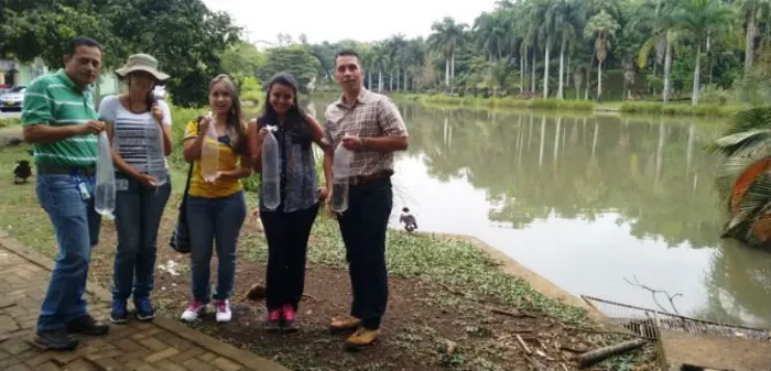 Siembran peces guppies para combatir el zika, dengue y chikunguña