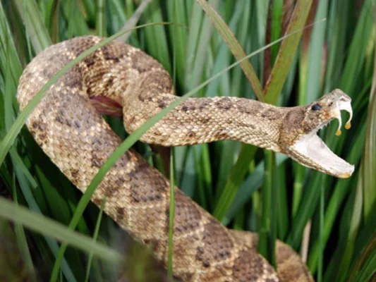 La línea toxicológica orienta en accidentes por picadura de serpiente