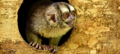 Grupo: Gestión de Fauna Silvestre