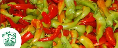 Cultivar ají