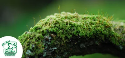 Especies más comercializadas durante la época decembrina