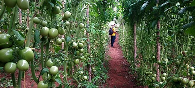 Grupo: Unidad Municipal de Asistencia Técnica Agropecuaria Umata