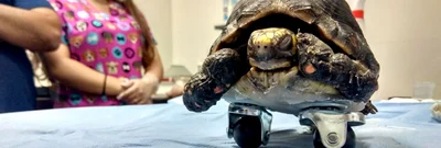 Dagma ayuda a mejorar la calidad de vida de las especies silvestres que llegan al hogar de paso