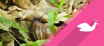 Caracol Africano.