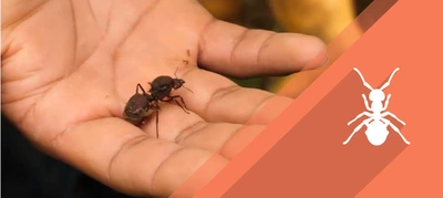 Hormiga Arriera
