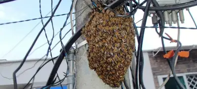 Cómo diferenciar y cómo actuar ante un enjambre y una colmena de abejas