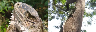 Animales silvestres, el equilibrio de los ecosistemas