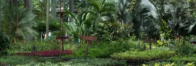 Vivero Municipal: el lugar donde brotan las semillas que reverdecen a Cali