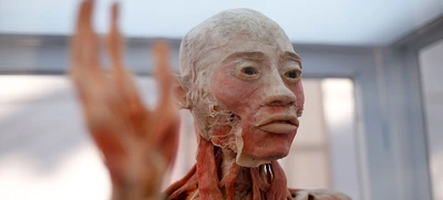 ¿Quiere ver cómo funciona el cuerpo humano? ¡Venga a Bodies!