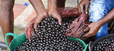 Naidí: el “súper fruto” que debes probar en Timbiquí