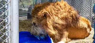 Dagma presenta último reporte del león Júpiter