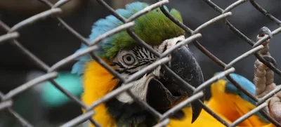 Todos contra la tenencia y tráfico ilegal de fauna silvestre