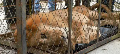 Centro de Bienestar Animal y de Atención a Fauna Silvestre, una prioridad para el Gobierno de Jorge Iván Ospina