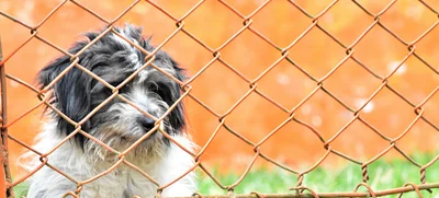 Ministerio de Salud reitera que las mascotas no transmiten el COVID-19