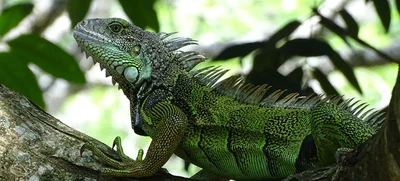 Llamado a cuidar las iguanas