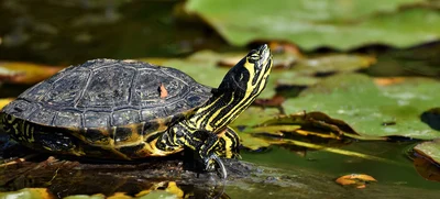Las tortugas no son animales domésticos