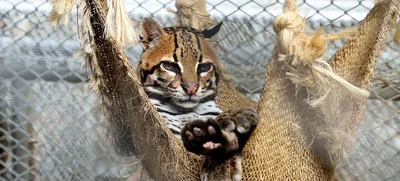 Diferencias entre fauna silvestre, fauna exótica y fauna doméstica